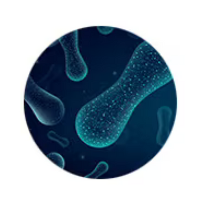Probiotic Bacteria (30 Billion CFU), including DE111® Bacillus Subtilis